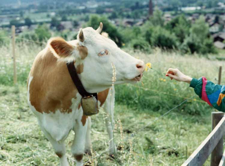 feeding cow